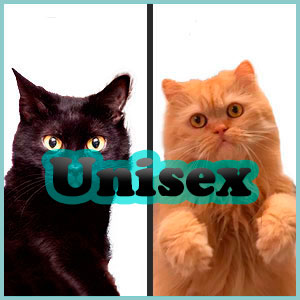 Nombres unisex para gatos