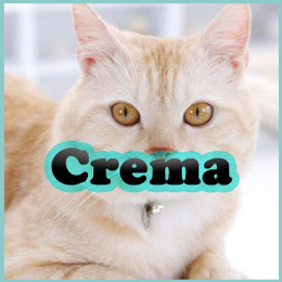 Nombres para Gatos Color Crema