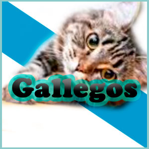 Nombres de Gatos en Gallego